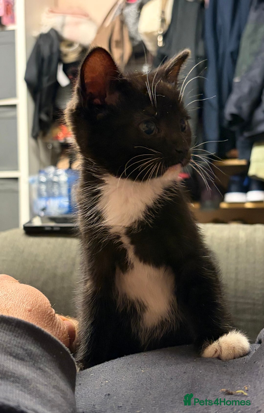 Mixed Breed cats for sale: Pretty tuxedo female kitten  - Advert 4