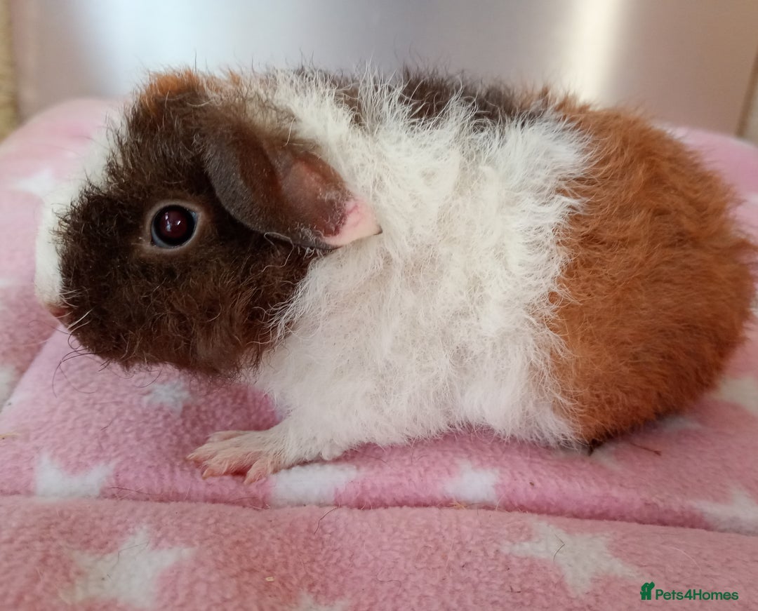 Guinea Pig rodents for sale: Teddy babies  - Image 5