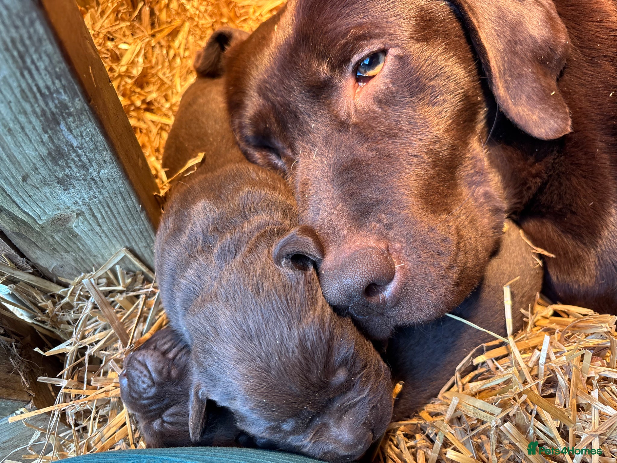 Labrador Retriever dogs Chocolate Labradors  - Advert 1