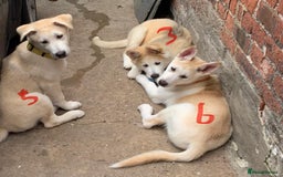 Huskita dogs for sale: Playful Huskita Puppies – Vaccinated & Ready Today - Image 16