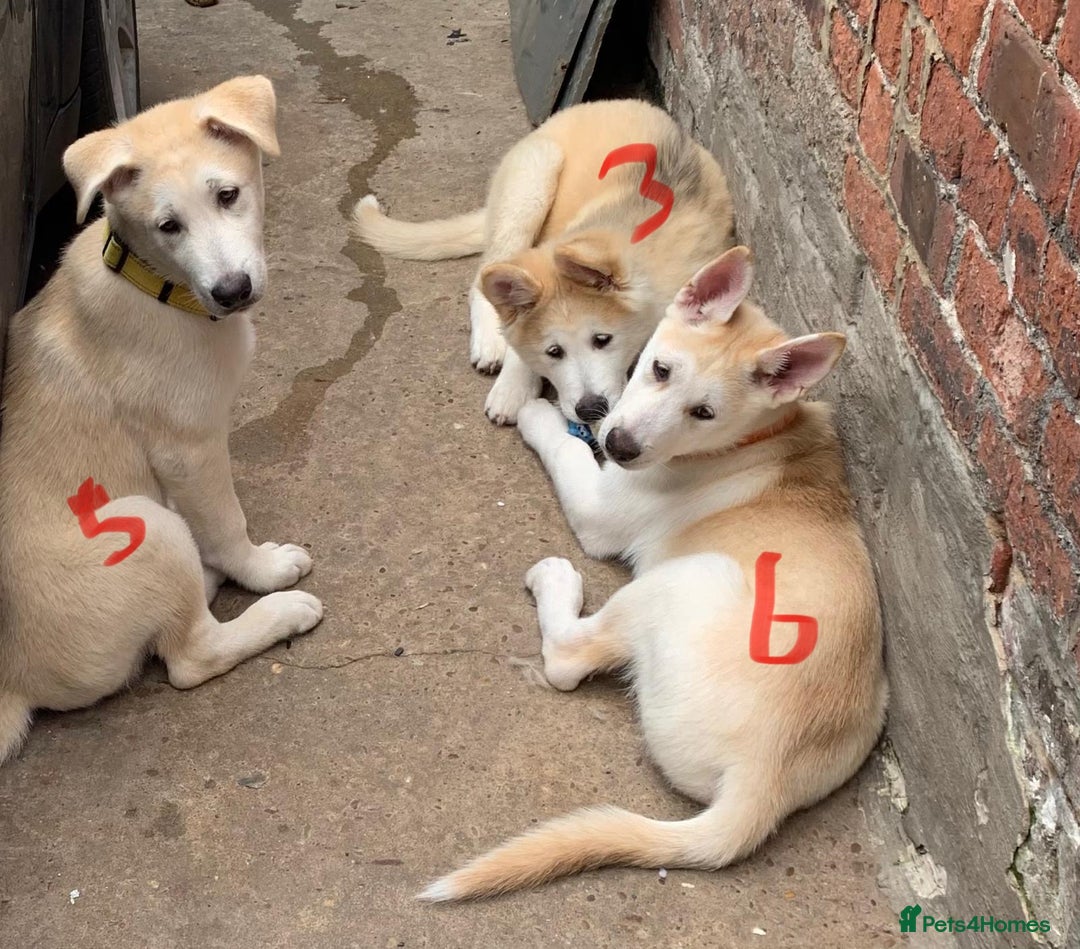 Huskita dogs for sale: Playful Huskita Puppies – Vaccinated & Ready Today - Image 16