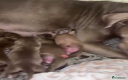 American Bulldog dogs for sale: American bulldog puppies  - Image 11