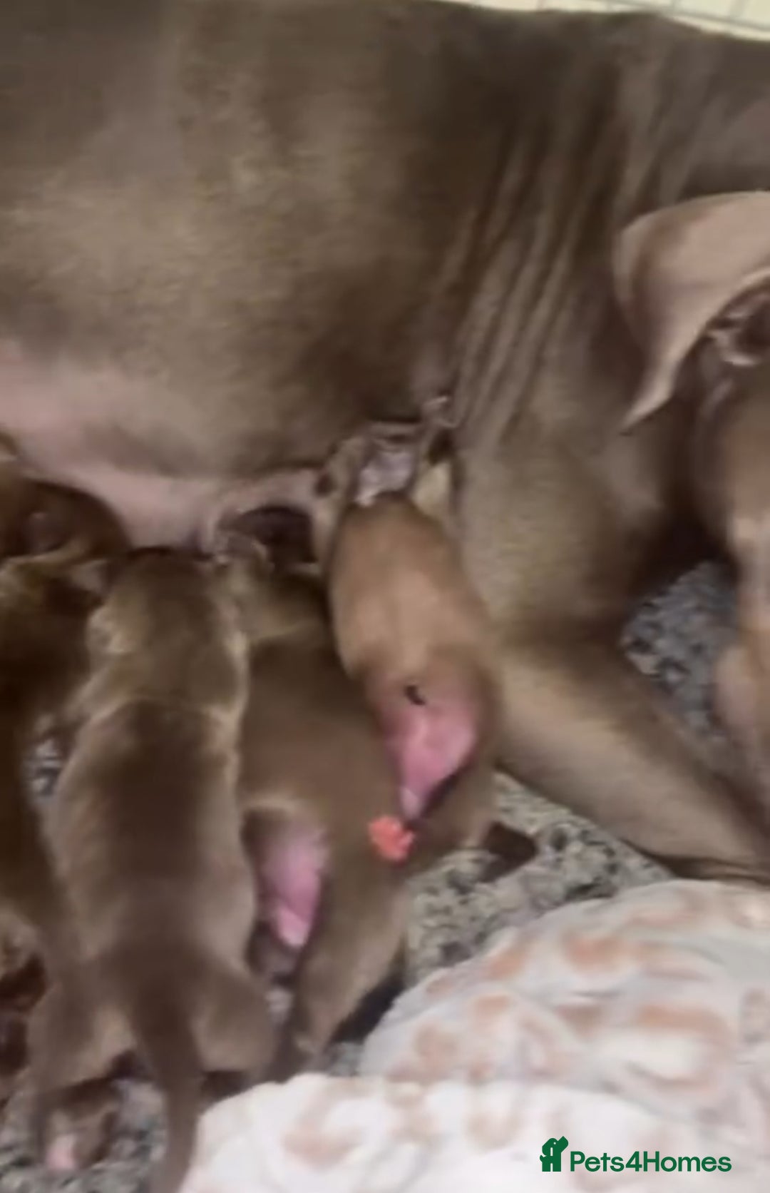 American Bulldog dogs for sale: American bulldog puppies  - Image 11