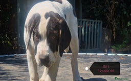 Central Asian Shepherd dogs for sale: Beautiful Alabai Mastiff puppies  in Pulborough - Image 19