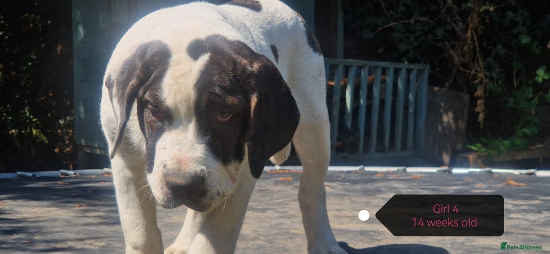 Central Asian Shepherd dogs for sale: Beautiful Alabai Mastiff puppies  in Pulborough - Image 19