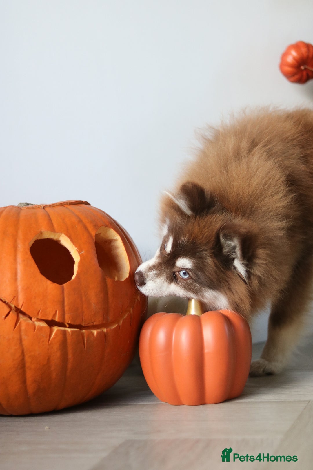 Pomsky dogs for sale: Red pomsky female  - Advert 4