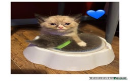 Mixed Breed cats for sale: Half British Short Haired Kittens - Image 7