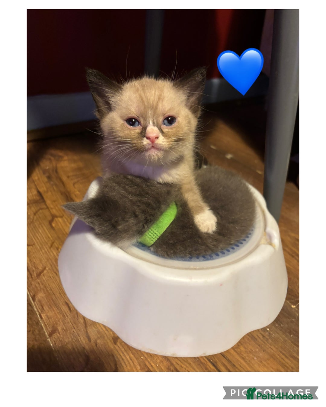 Mixed Breed cats for sale: Half British Short Haired Kittens - Image 7