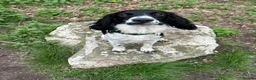 Mixed Breed dogs for sale: cocker mixed breed  in Atherstone - Advert 1