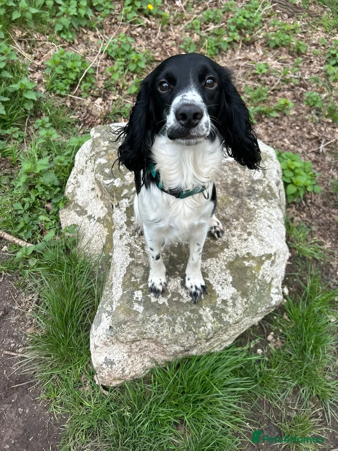 Mixed Breed dogs for sale: cocker mixed breed  in Atherstone - Advert 1