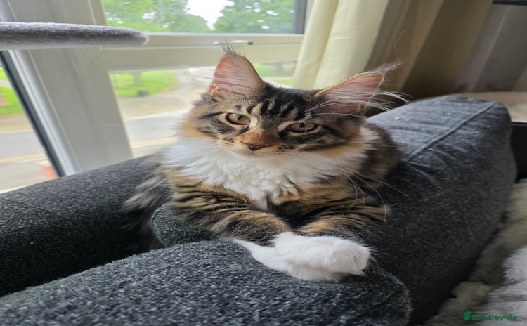 Maine Coon cats - Advert 2