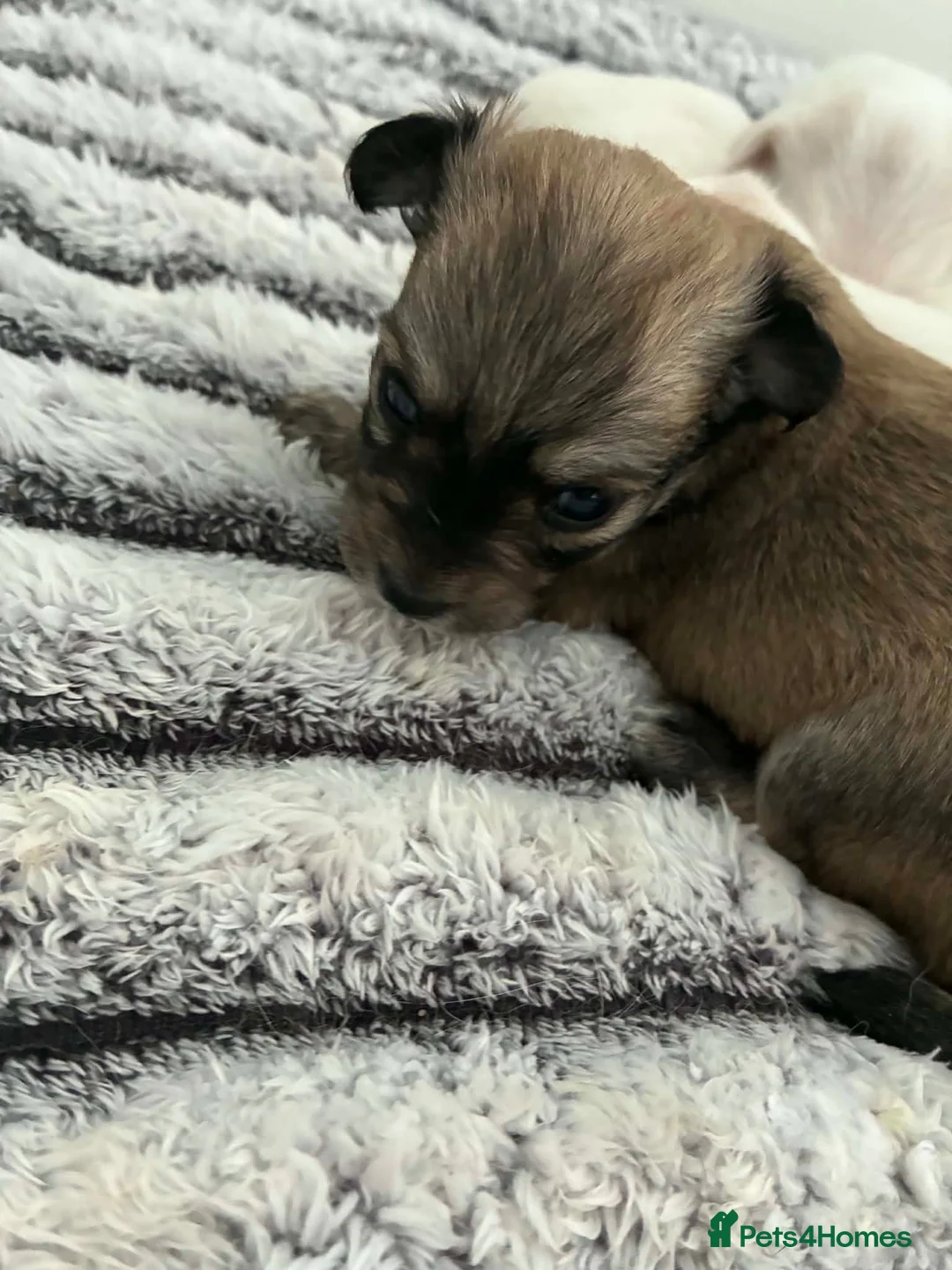 Chihuahua dogs for sale: Beautiful apple head chihuahuas  in Neath - Advert 1