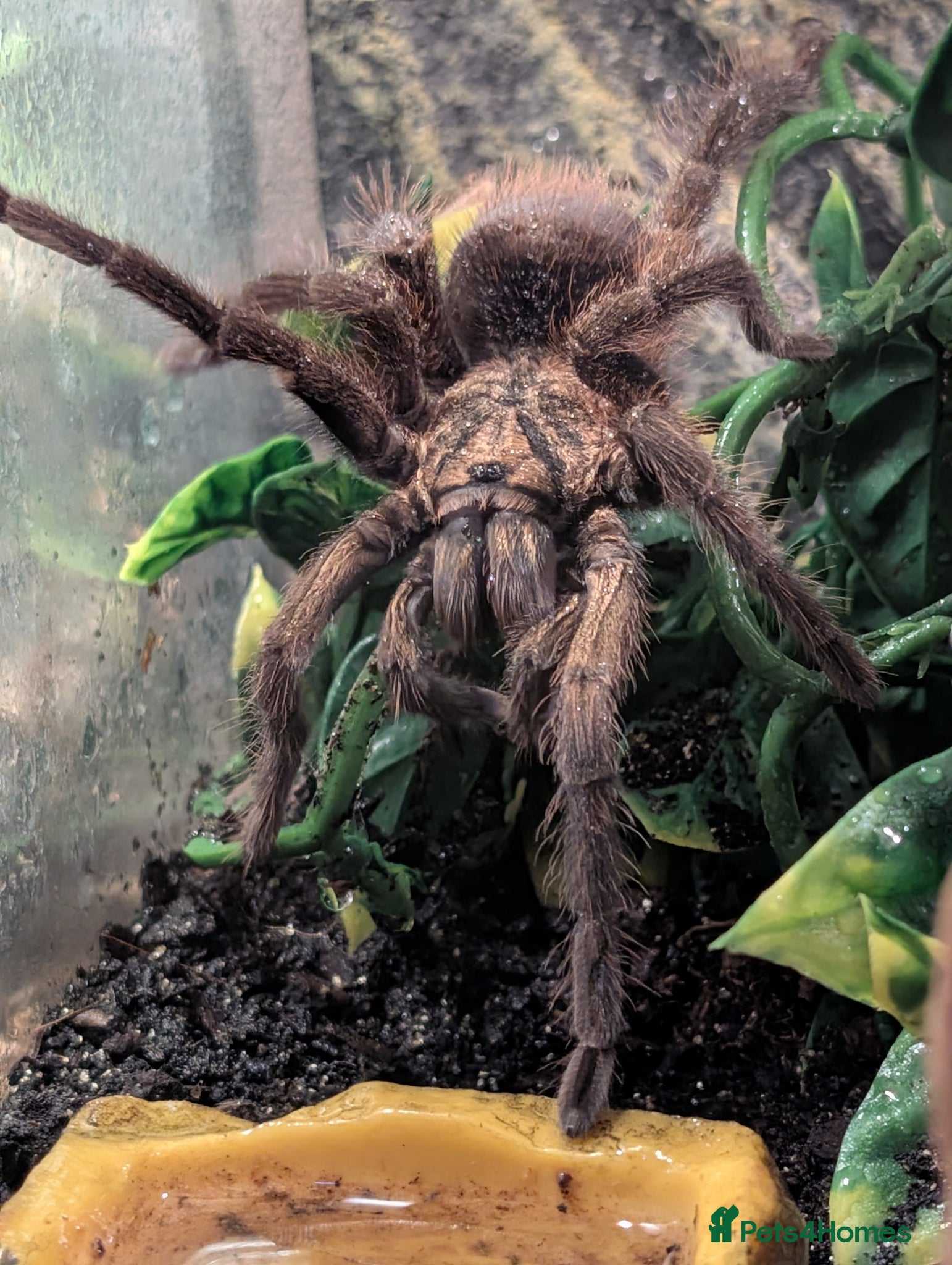 Tarantulas invertebrates Tarantulas, with or without setup.  - Advert 3