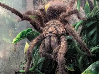 Tarantulas invertebrates Tarantulas, with or without setup. - Advert 3