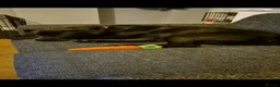 Mixed Breed dogs for sale: 1 year old lab cross in Colne - Advert 5