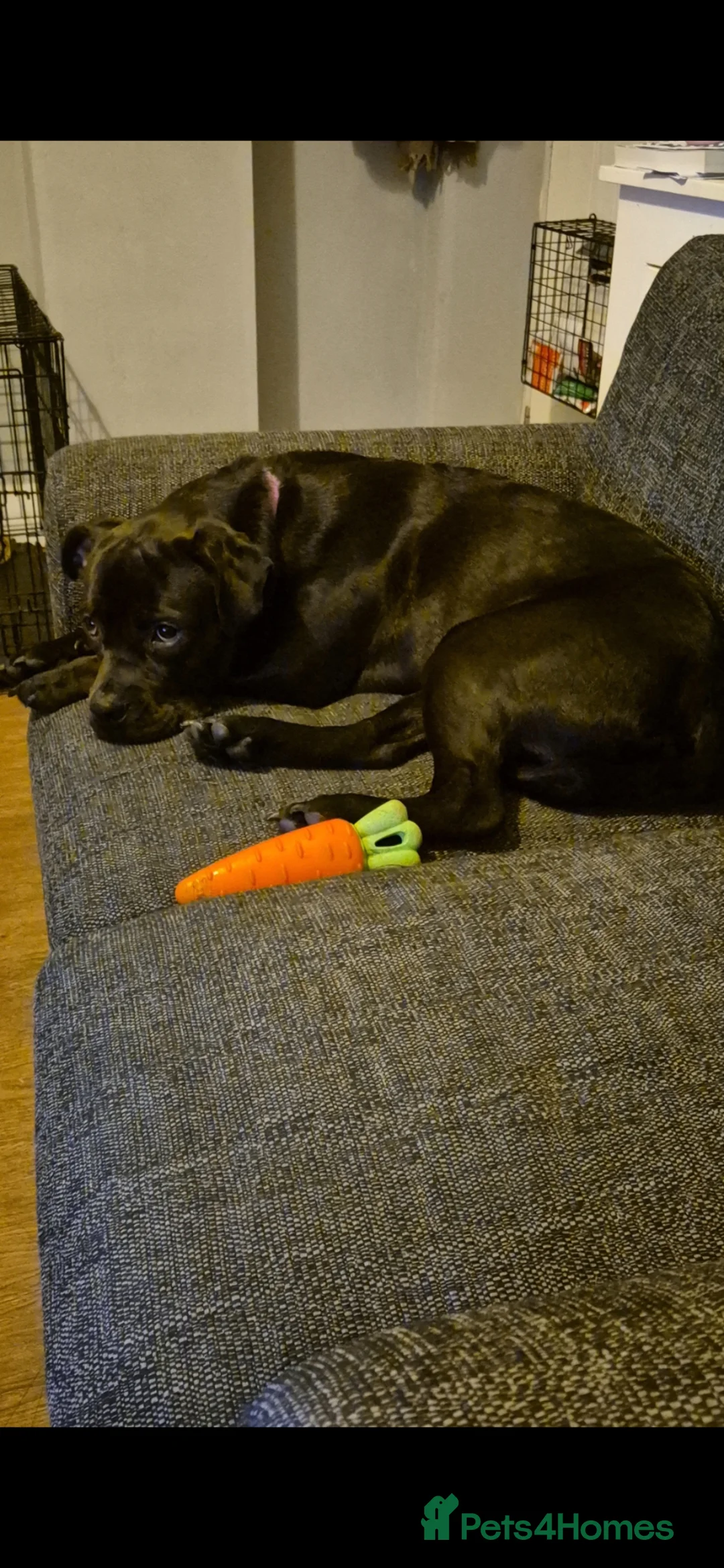 Mixed Breed dogs for sale: 1 year old lab cross in Colne - Advert 5