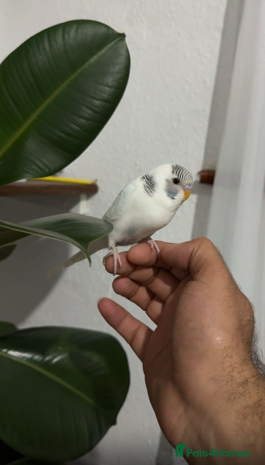 Budgerigars birds for sale: Budgie  - Image 2