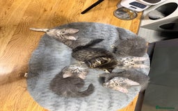 Persian cats for sale: Gorgeous Persian Cross Kittens - Image 1