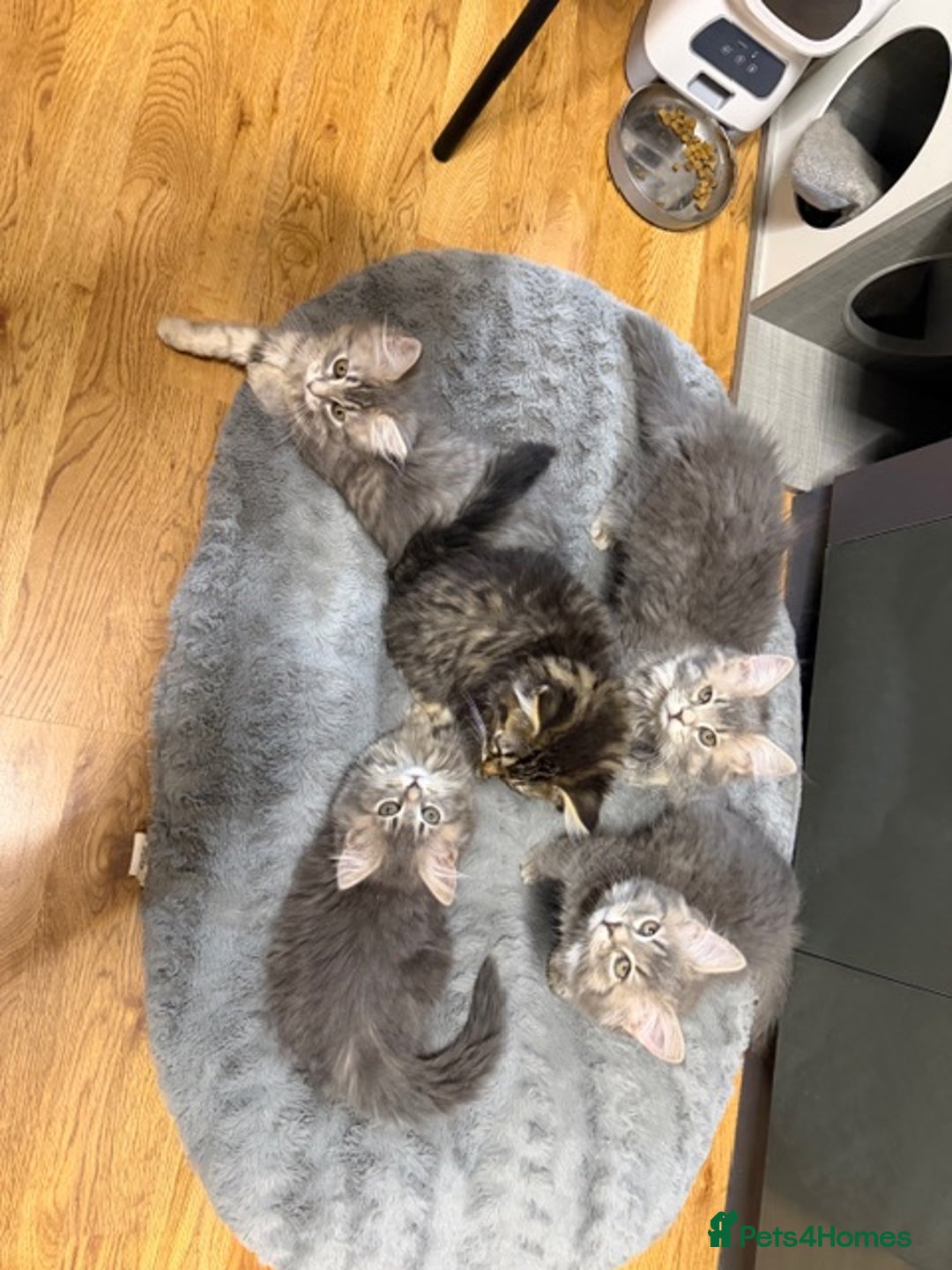 Persian cats for sale: Gorgeous Persian Cross Kittens - Image 1
