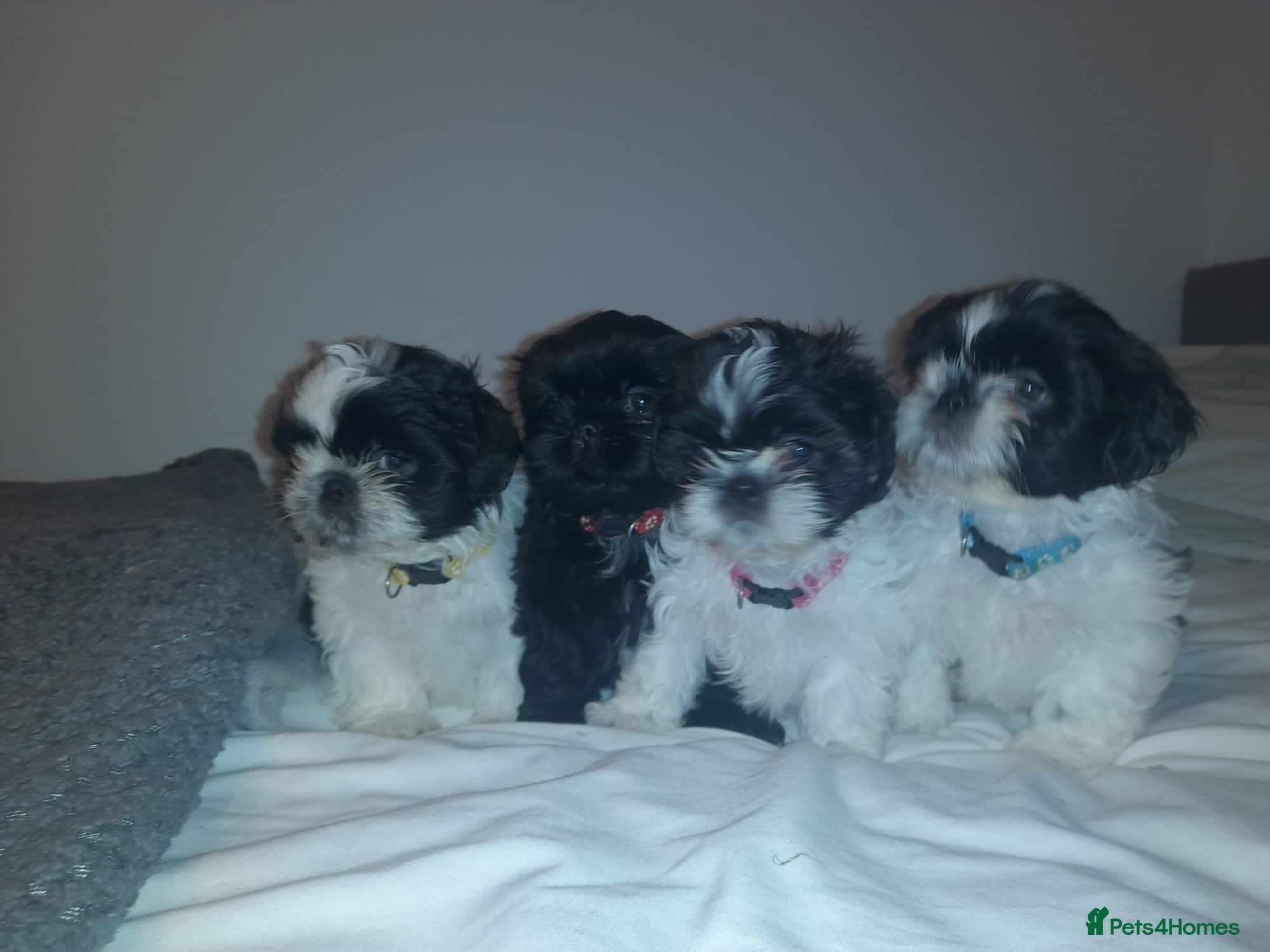 Shih Tzu dogs Ready to leave Saturday,  shihtzu puppies Merthyr  - Advert 17