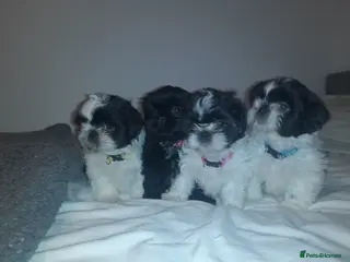 Shih Tzu dogs Ready to leave Saturday, shihtzu puppies Merthyr - Advert 17