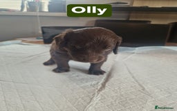 Labradoodle dogs for sale: Chocolate Merle Labradoodle+Australian Labradoodle - Image 9
