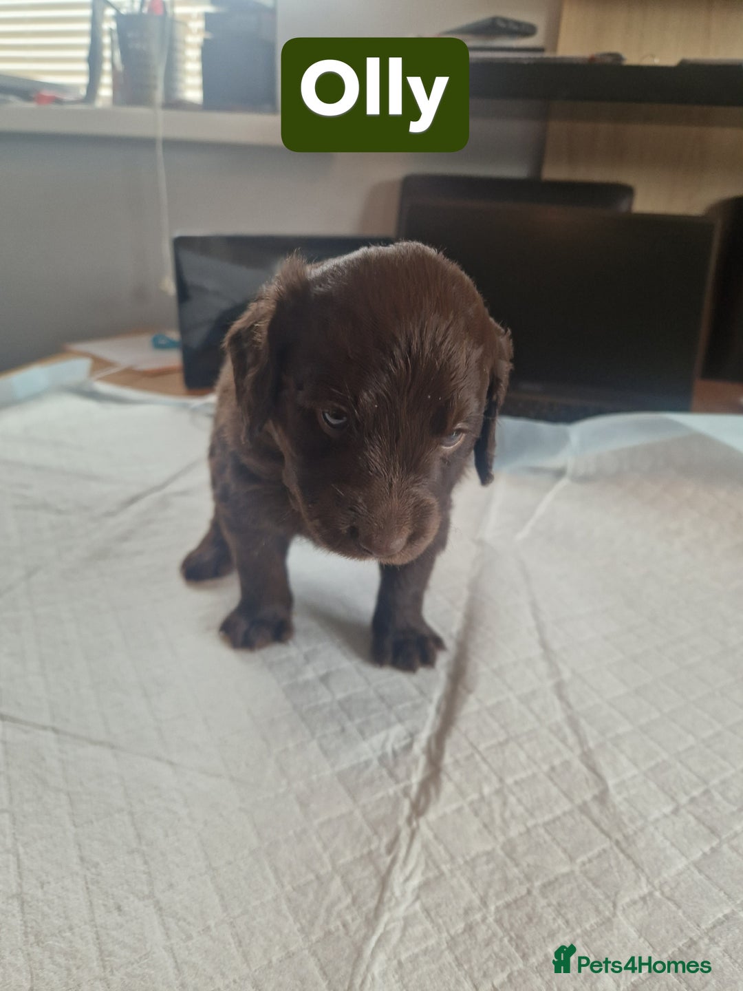 Labradoodle dogs for sale: Chocolate Merle Labradoodle+Australian Labradoodle - Image 9