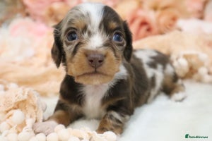 Miniature Dachshund dogs KC Miniature Dachshund Puppies- LONGHAIR - Advert 16
