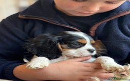 Cavalier King Charles Spaniel dogs for sale: One TRI GIRL just become available !  - Image 2
