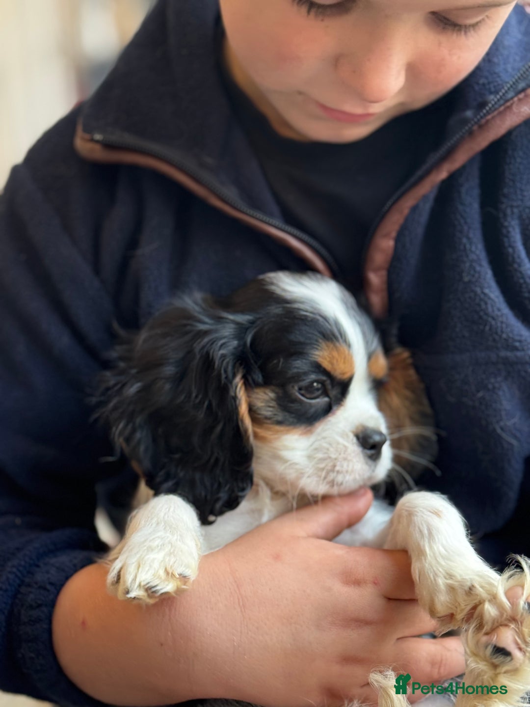 Cavalier King Charles Spaniel dogs for sale: One TRI GIRL just become available !  - Image 2