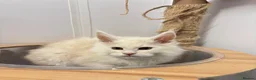 Maine Coon cats for sale: Maine coon kittens  - Advert 3