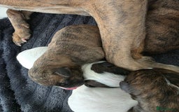 Mixed Breed dogs for sale: Pups ready around the 19th December  - Image 13