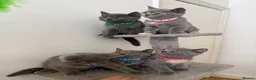 British Shorthair cats for sale: Cute british shorthair kittens - Advert 17