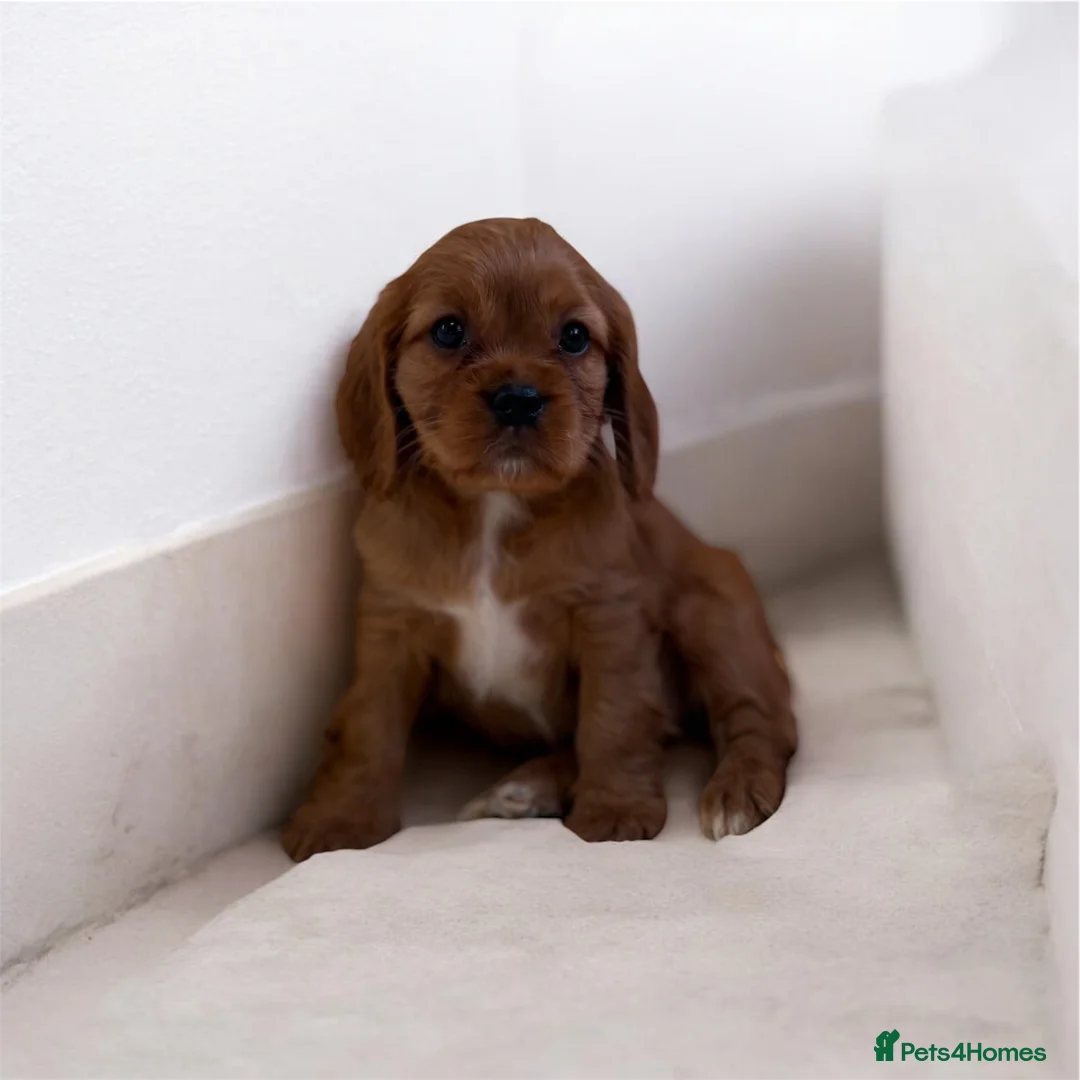 Cavapoo dogs for sale: F1 Cavapoo Puppy’s!  - Advert 16