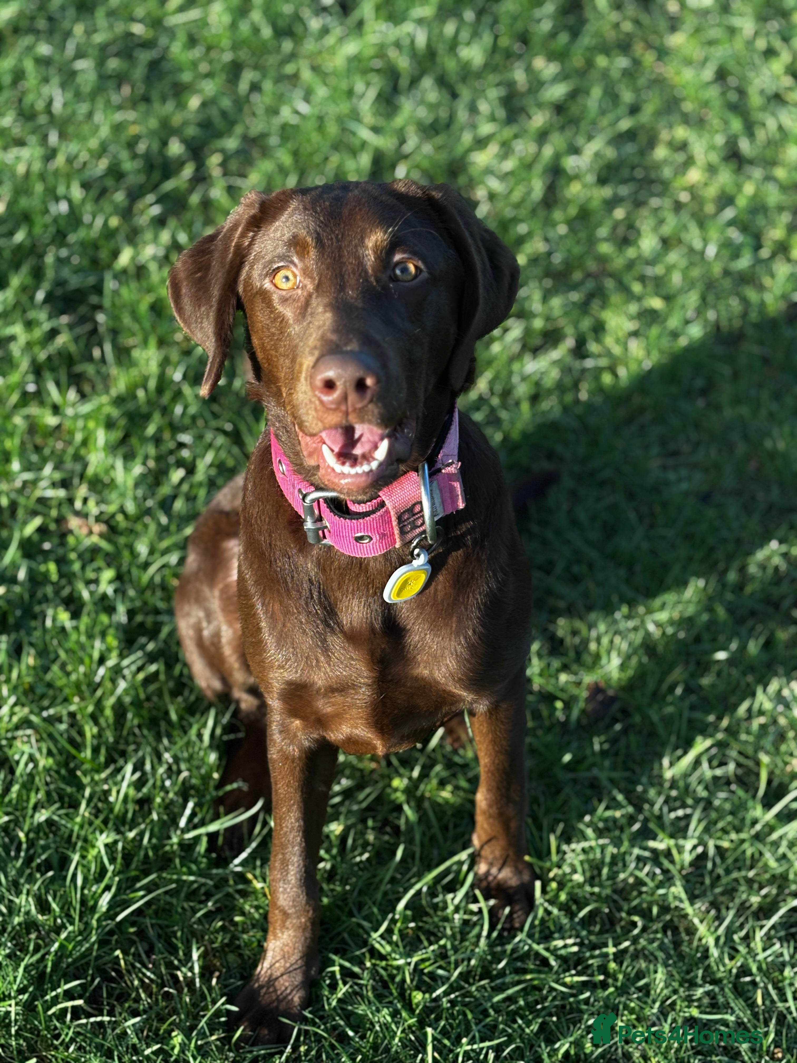 Labrador Retriever dogs Chocolate Labrador puppy - Advert 1