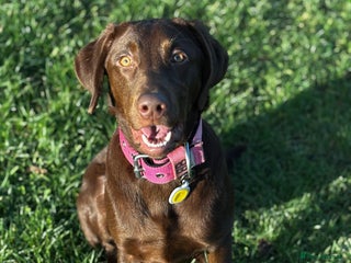 Labrador Retriever dogs Chocolate Labrador puppy - Advert 1
