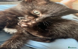 British Shorthair cats for sale: 2 kittens for rehoming - Image 5