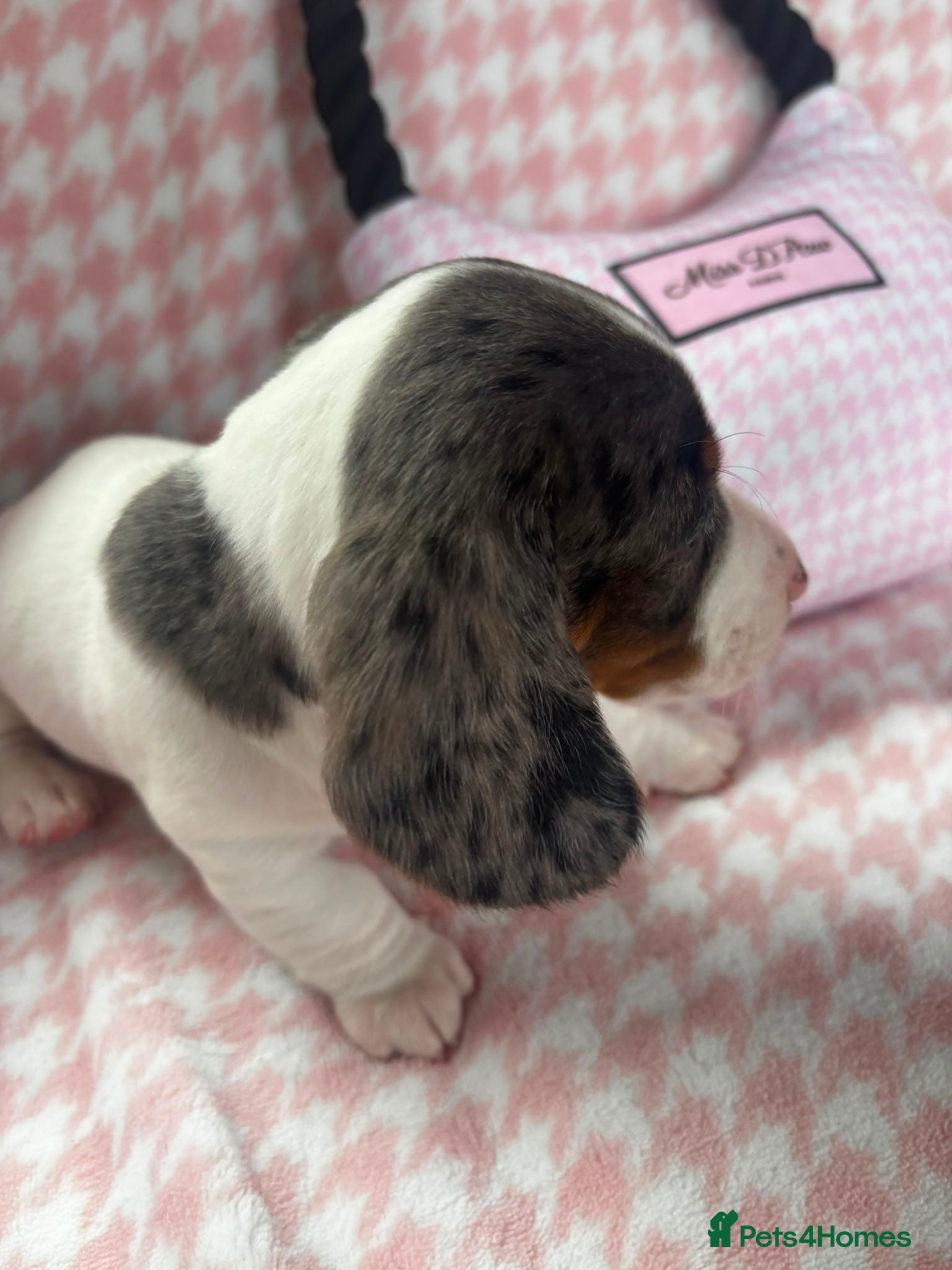 Miniature Dachshund dogs for sale: Miniature dachshund puppies - Advert 9