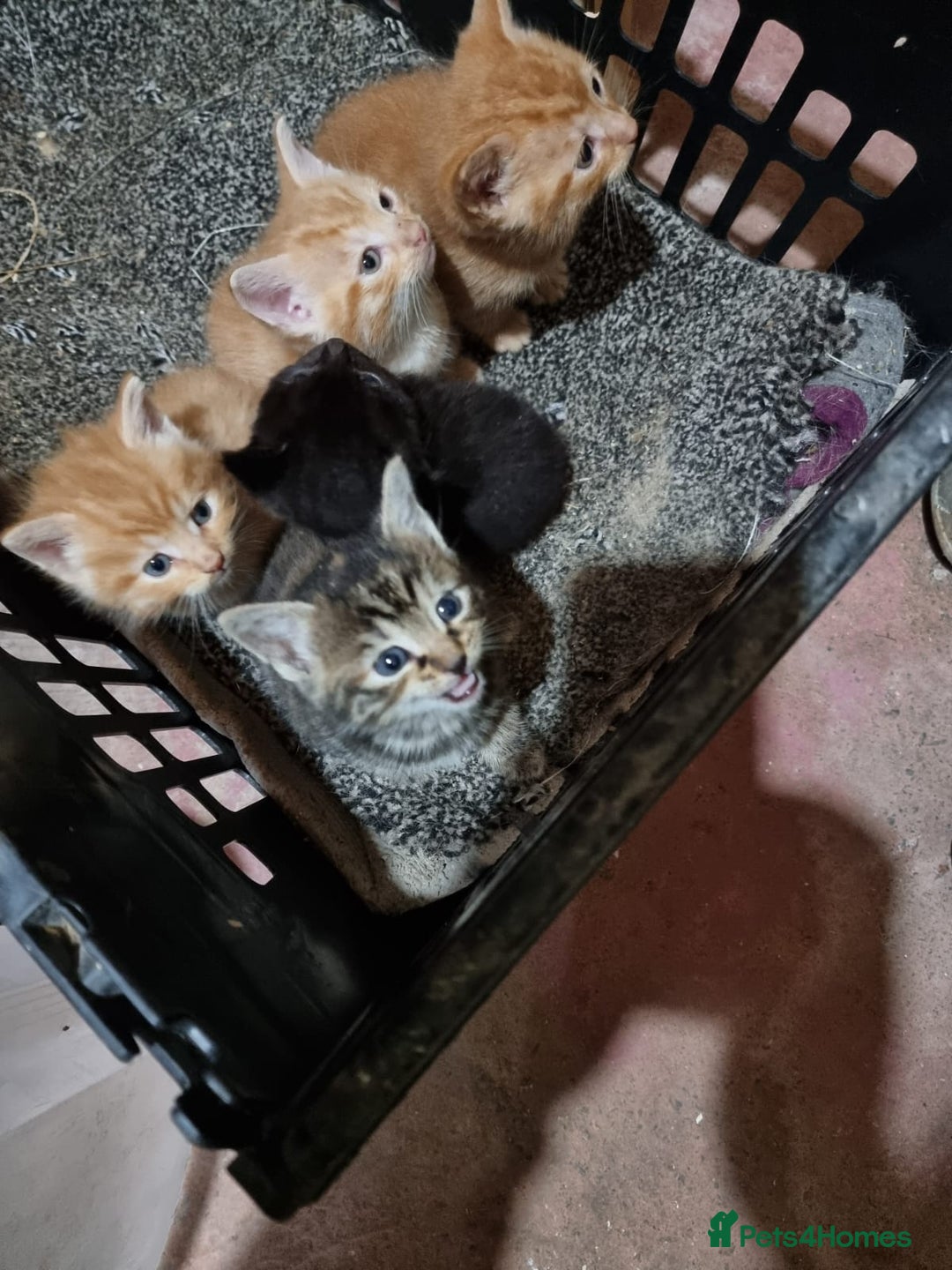 Domestic Shorthair cats for sale:  Extraordinary kitten  - Advert 1