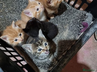 Domestic Shorthair cats Extraordinary kitten - Advert 1