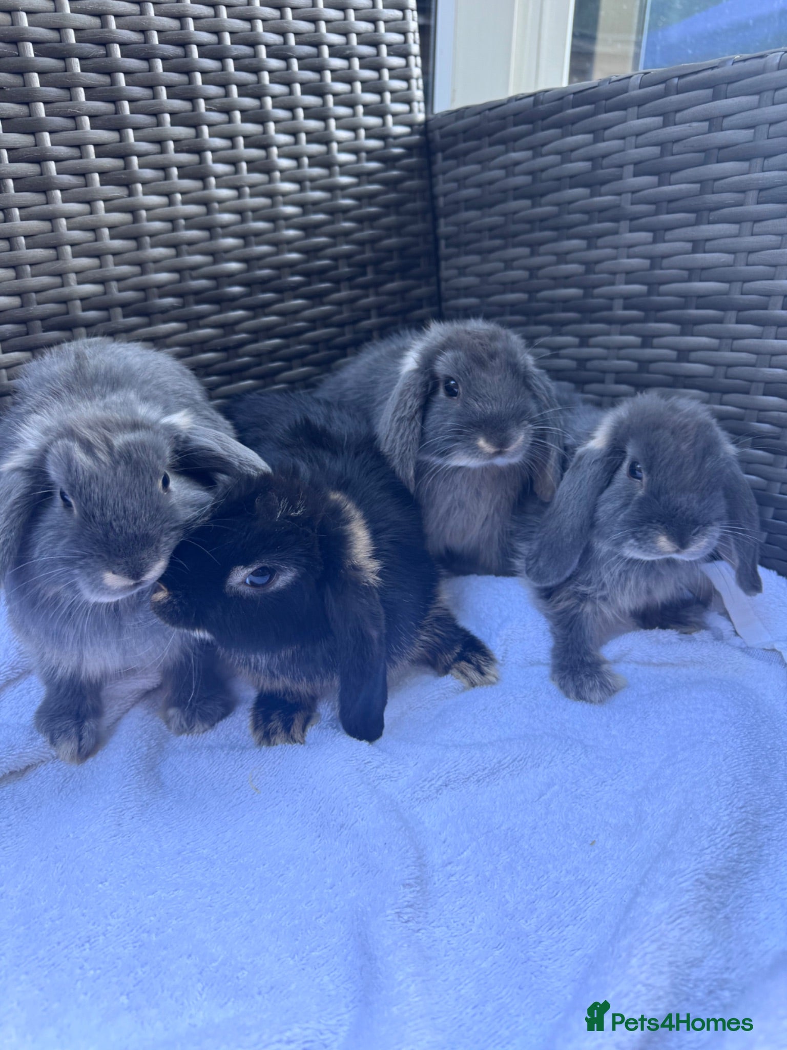 Mini Lop rabbits 4 very cute mini lops, ready for homes  - Advert 1