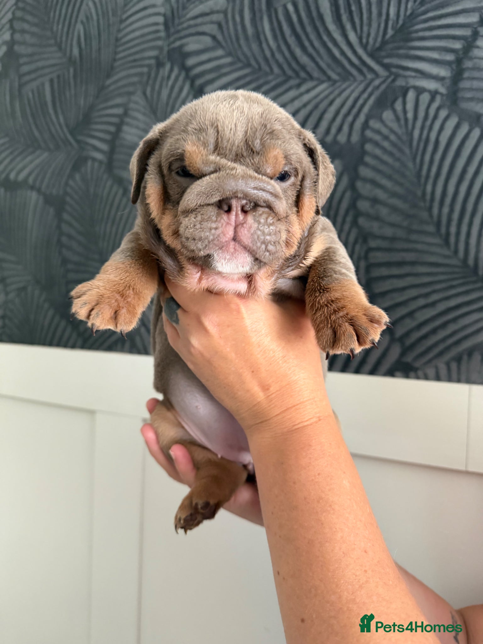 English Bulldog dogs Gorgeous KC English Bulldog Puppies - Advert 2