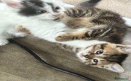 Mixed Breed cats for sale: 4 beautiful kittens looking for forever homes - Image 3
