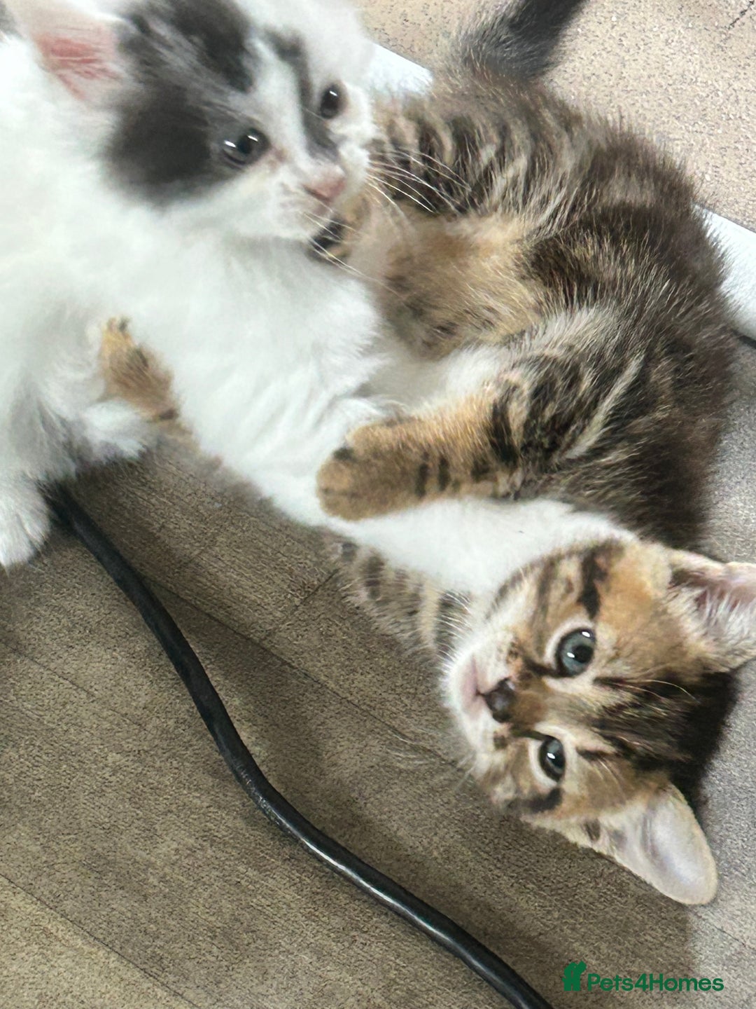 Mixed Breed cats for sale: 4 beautiful kittens looking for forever homes - Image 3