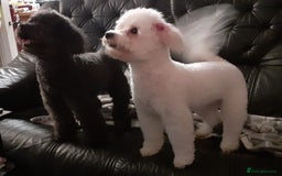 Poochon dogs for sale: POOCHON PUPPIES IN NORTHERN IRELAND - Image 6