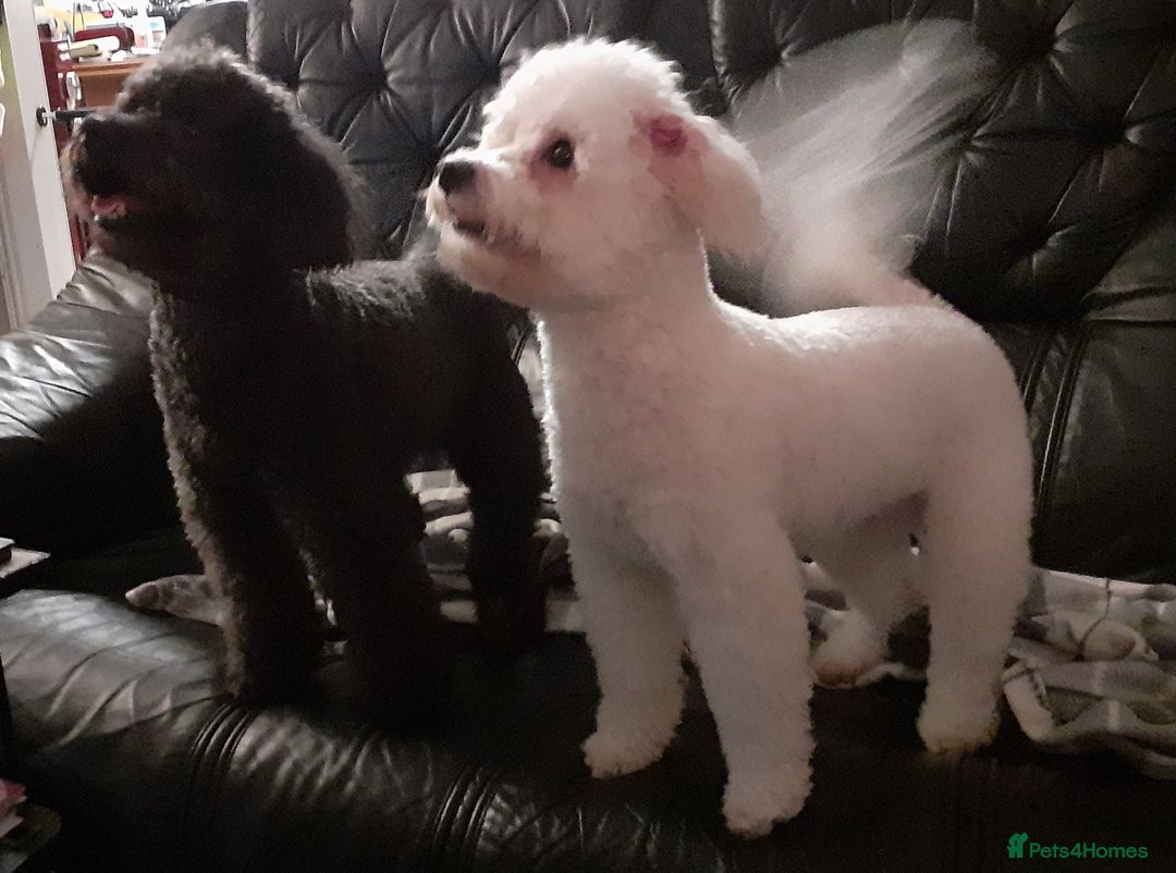 Poochon dogs for sale: POOCHON PUPPIES IN NORTHERN IRELAND - Image 6