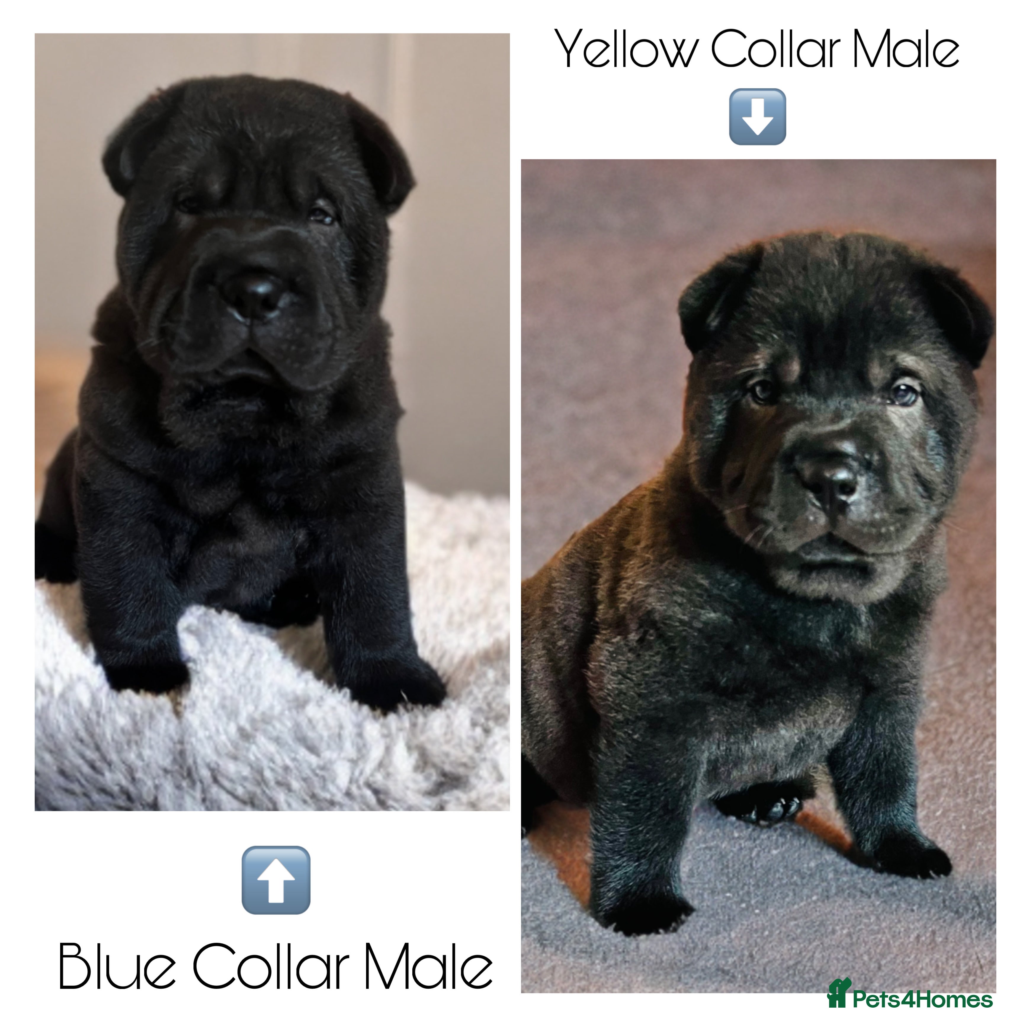 Mixed Breed dogs ChowPei Pups  - Advert 1