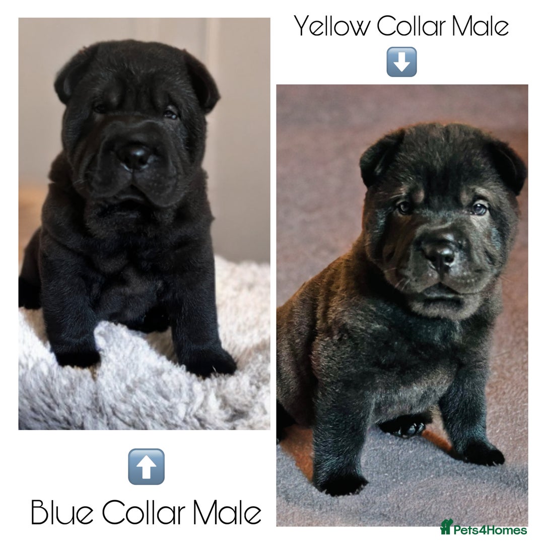 Mixed Breed dogs for sale: ChowPei Pups  - Advert 1