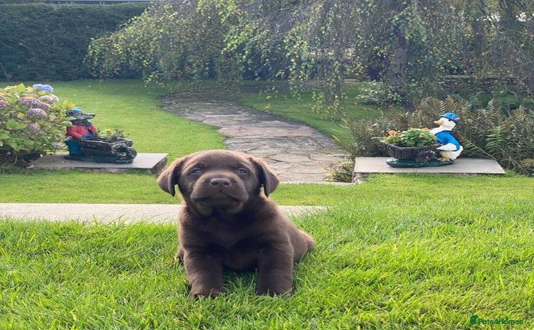 Labrador Retriever dogs - Advert 1