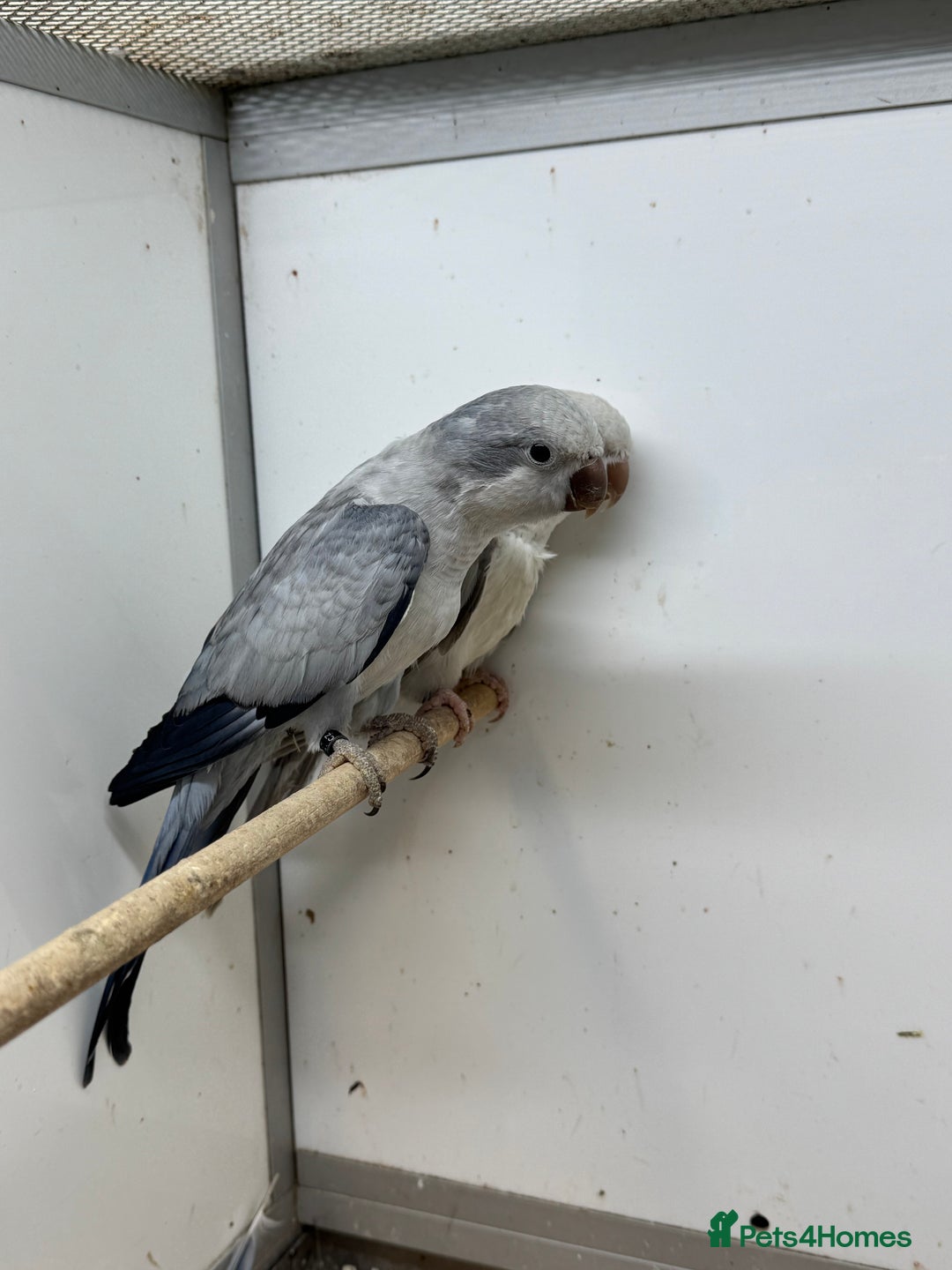 Mixed Breed birds for sale: mutation quakers - Advert 3